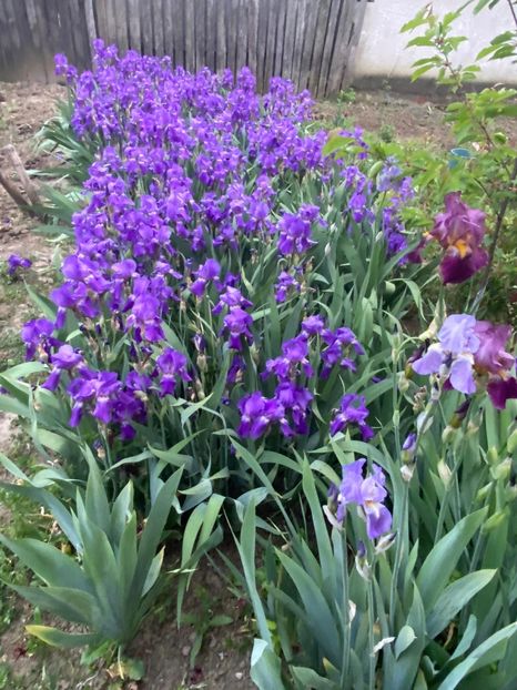 AF2CDD34-C70F-4C3F-917E-52E75A532D4D - FLORILE MELE 2021 nr 1