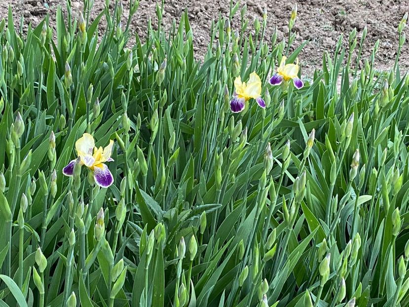 12A6C9A0-AC2A-47D2-B605-000ED22C50C3 - FLORILE MELE 2021 nr 1