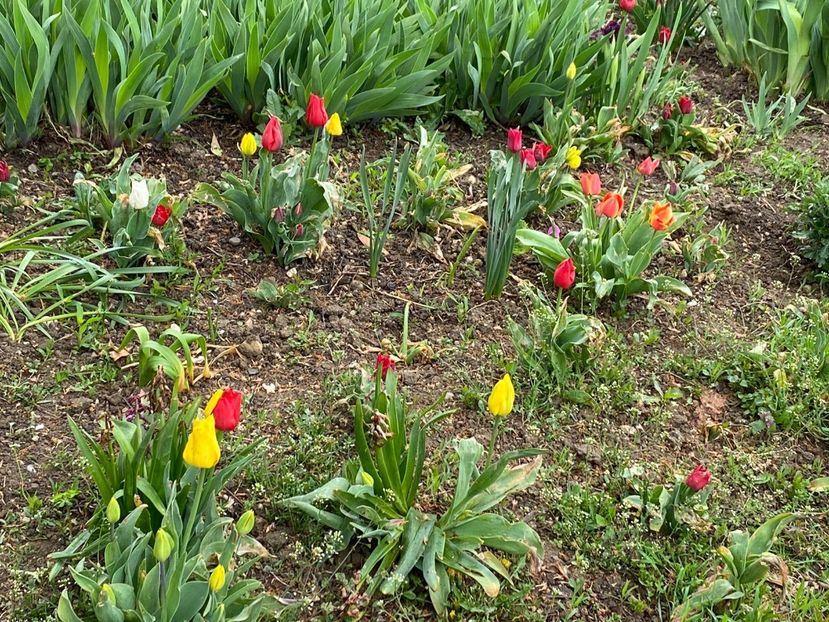 BAC76CEF-3650-4469-8455-9CC83053DDB8 - FLORILE MELE 2021 nr 1