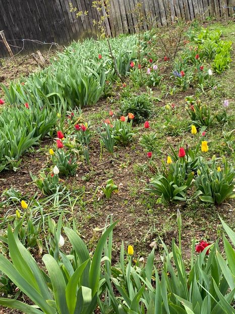 6F647052-E631-4E63-8376-B765FD931DA2 - FLORILE MELE 2021 nr 1