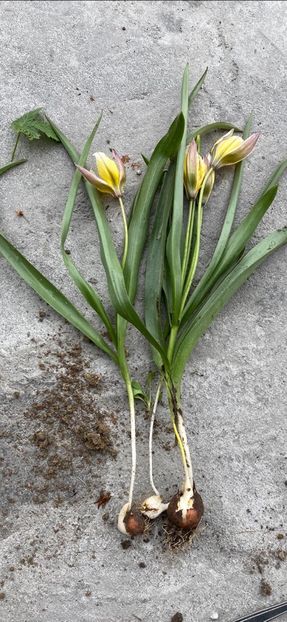 DBF206B7-5622-4341-9483-75039ED0FA10 - FLORILE MELE 2021 nr 1