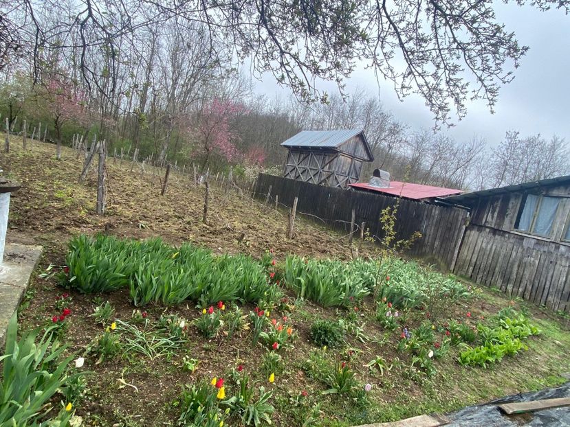 776C1901-2BA4-4F8A-8DCF-86769D9036FB - FLORILE MELE 2021 nr 1