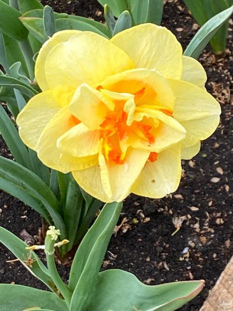 393AE7D1-547F-4438-BFF7-19B521F621E2 - FLORILE MELE 2021 nr 1