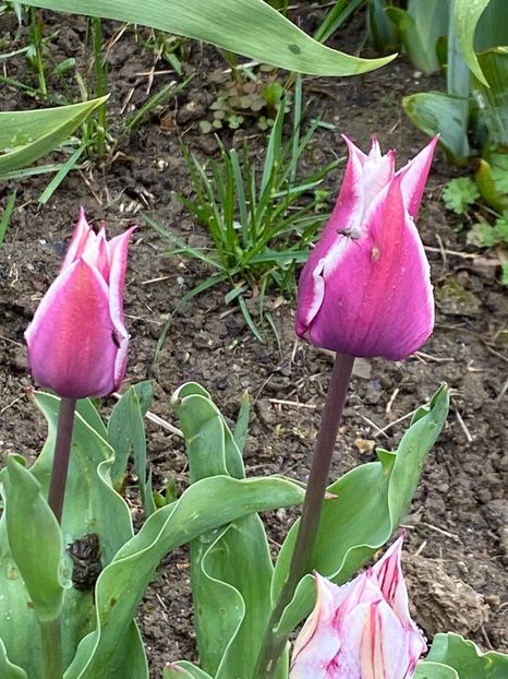 A836B748-0A1E-4020-B077-9772013A6F79 - FLORILE MELE 2021 nr 1