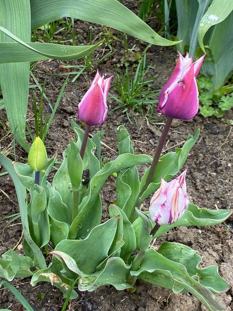 E31A5209-538B-45C1-9C68-AC4F9D6BEB46 - FLORILE MELE 2021 nr 1