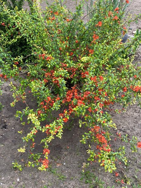 90C7EEF4-287A-4DB3-B702-33E1656B0831 - FLORILE MELE 2021 nr 1