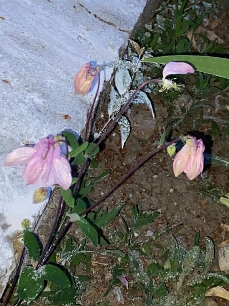 B8352360-07B7-49CB-94DB-975EB41ACCE6 - FLORILE MELE 2021 nr 1