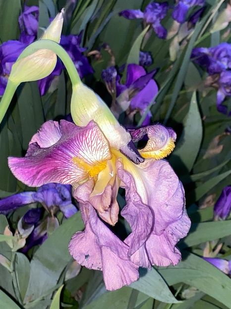 B7BEABBE-638E-461D-B236-81D425B3BC48 - FLORILE MELE 2021 nr 1