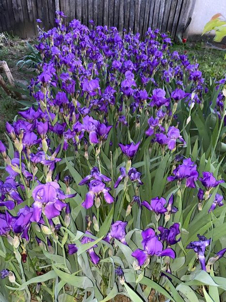 0EDCF555-8F65-4DEA-A765-971EB7637358 - FLORILE MELE 2021 nr 1