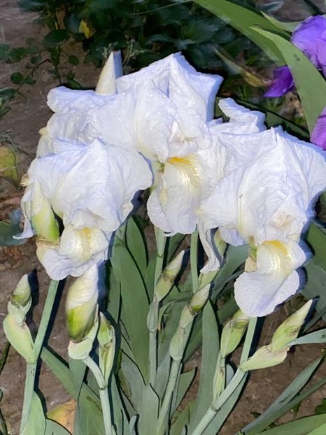 347F104E-5367-44CD-B066-6050C699FC55 - FLORILE MELE 2021 nr 1