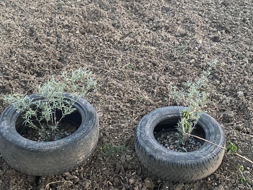 312FBB71-D595-411C-9390-B529FDDF7362 - FLORILE MELE 2021 nr 1