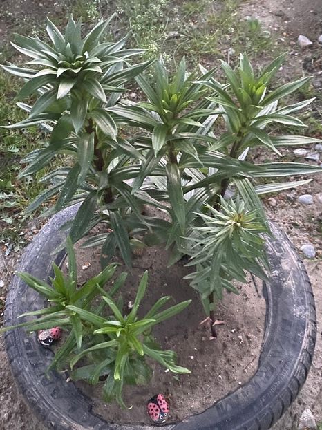 93E105B0-7DD9-4D92-A623-950482E95830crini - FLORILE MELE 2021 nr 1