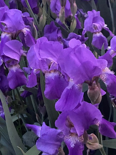 D48D29B3-E305-4553-B921-6E13CC4C1A81 - FLORILE MELE 2021 nr 1