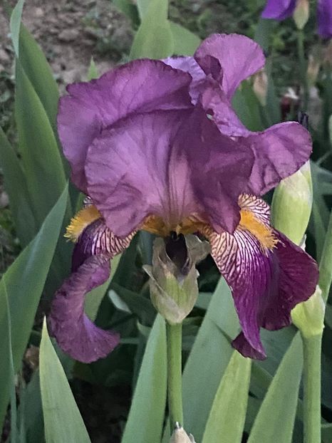 D7D2E30B-A932-4C9A-AB58-94098909A20C - FLORILE MELE 2021 nr 1