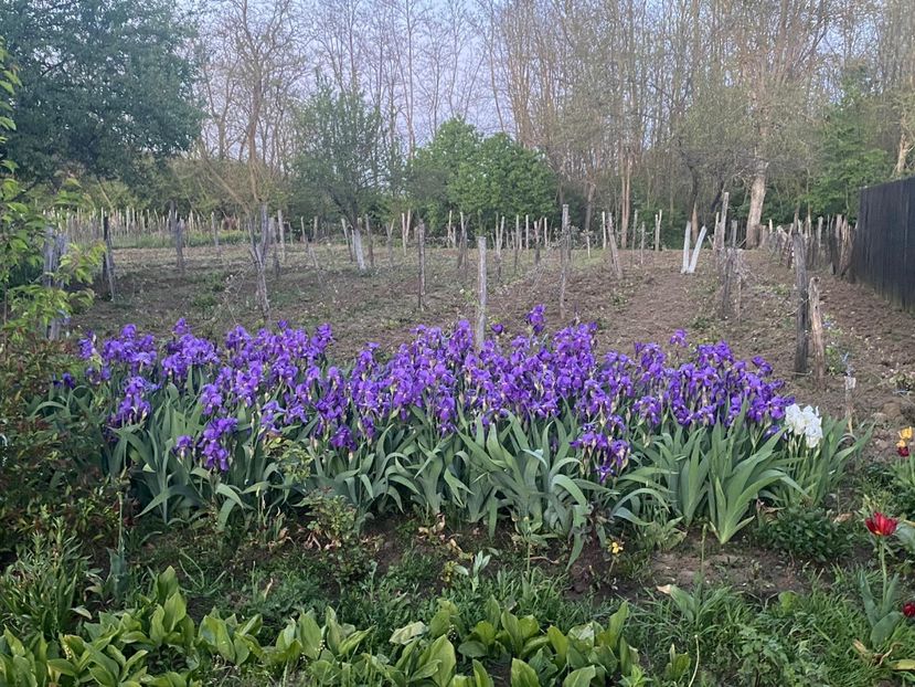 C17D18F4-450F-4281-A5FC-0E0F33165B8A - FLORILE MELE 2021 nr 1