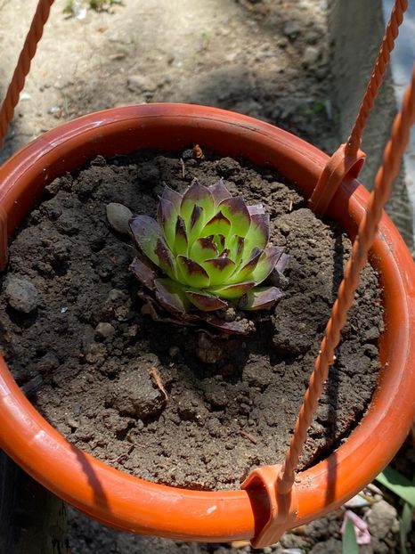 9F3E4519-114B-46A9-A21B-B3A15CAE2219 - FLORILE MELE 2021 nr 1