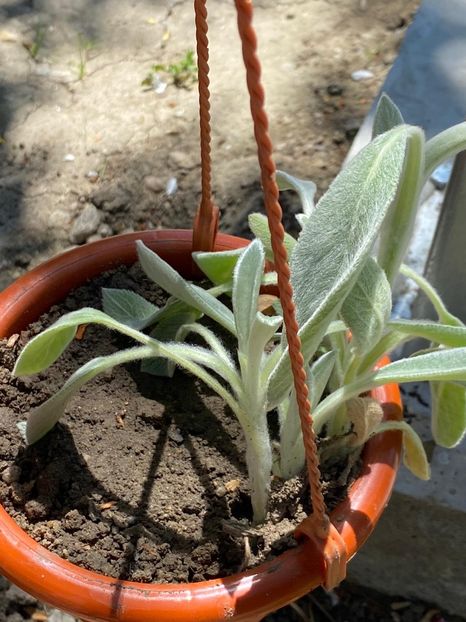 DD976914-1E0F-47B1-A05C-8E338FC6DA0A - FLORILE MELE 2021 nr 1