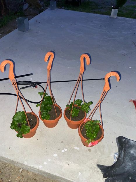 EC9EC97B-2E69-4AEF-8475-8D53E3FA148A - FLORILE MELE 2021 nr 1