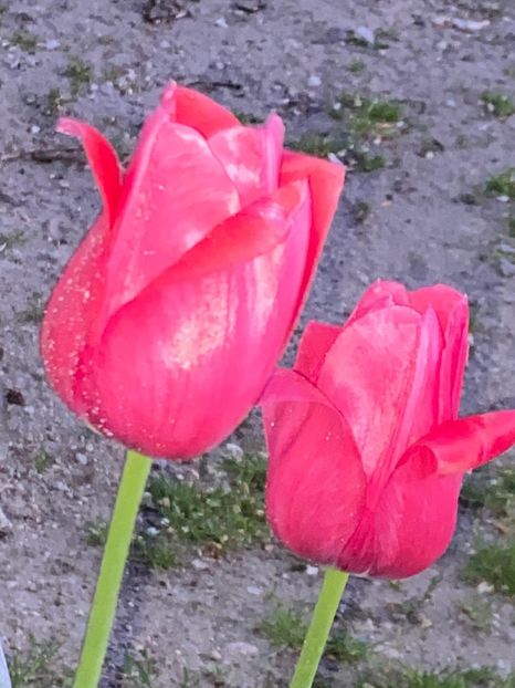 2F0A9790-9414-4C4A-BC7C-F32D4B06963D - FLORILE MELE 2021 nr 1