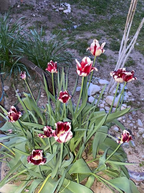 C61D2680-E521-4FE5-AC1E-41EF28B02984 - FLORILE MELE 2021 nr 1