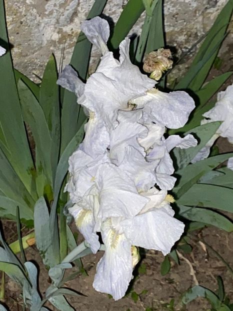 F952F680-9BFD-4CFA-B2A4-6DD1CB921B3C - FLORILE MELE 2021 nr 1