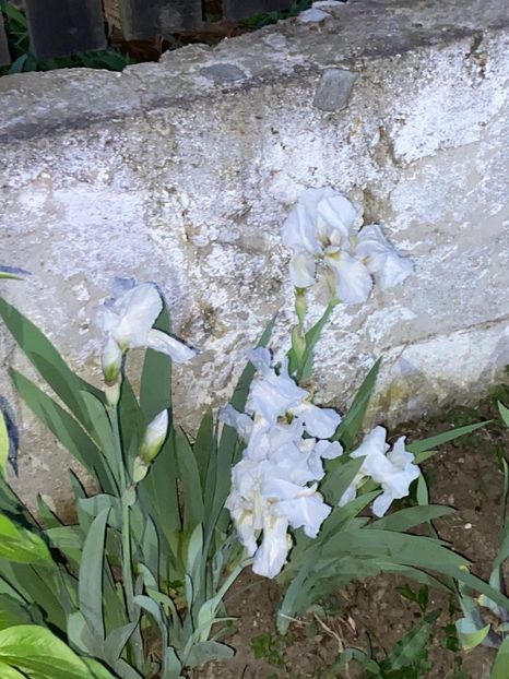 ADA15937-9DAE-4816-8F1A-0B8AC906686A - FLORILE MELE 2021 nr 1