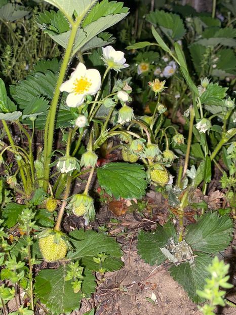 CDAFA670-7B29-49AA-87C4-97432A5B6AD5 - FLORILE MELE 2021 nr 1