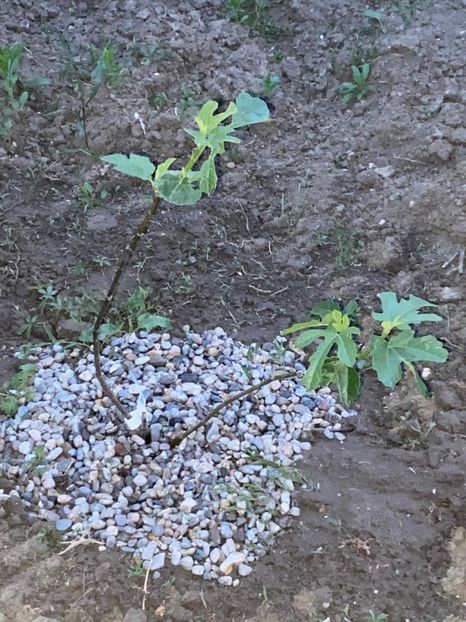 85668112-1ED9-4323-B44F-655A1B468ED8 - FLORILE MELE 2021 nr 1