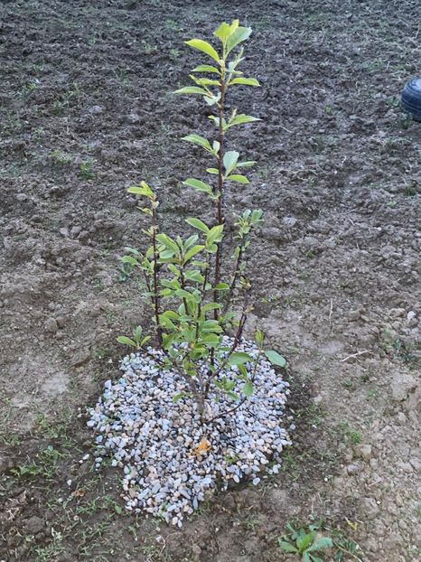 D56D890D-DEF1-4FE4-B1CA-3F5E711D34B5 - FLORILE MELE 2021 nr 1