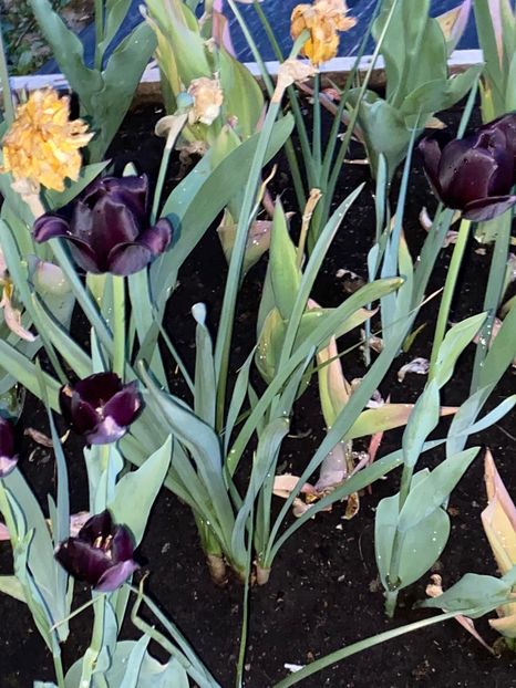 0624B9DC-59EE-42DA-9588-3B1C146EBFAC - FLORILE MELE 2021 nr 1