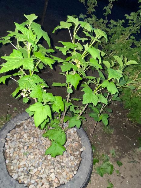 C01E454E-CBDB-4184-A4FE-29961FB56297 - FLORILE MELE 2021 nr 1