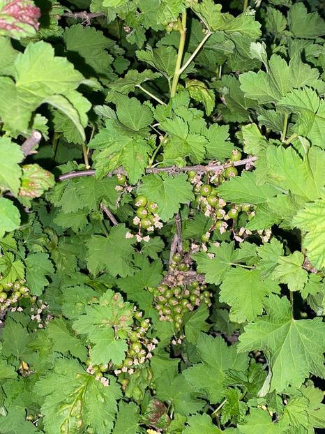 C0F306A7-38B8-4989-A797-E99490BD08E4 - FLORILE MELE 2021 nr 1