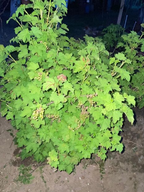 45F1B038-8061-416C-A770-6A387858203B - FLORILE MELE 2021 nr 1