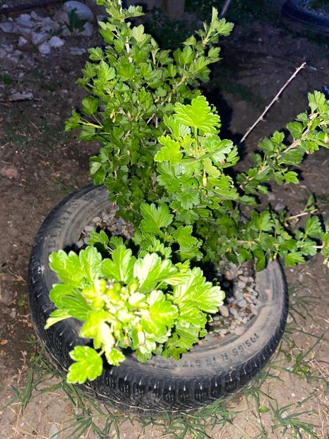 343FCD1D-9D5C-4C71-BEBA-E6389243D3E8 - FLORILE MELE 2021 nr 1