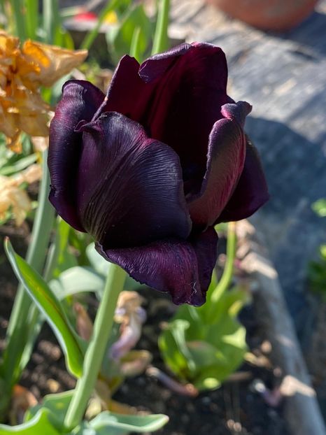 40CB3430-2C19-40D2-8E1A-53A25FFC8062 - FLORILE MELE 2021 nr 1