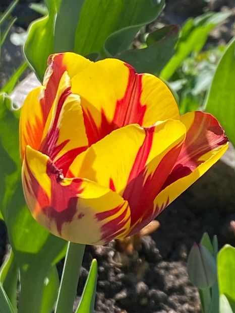 95245117-4D98-4378-AF16-20199D770DD0 - FLORILE MELE 2021 nr 1