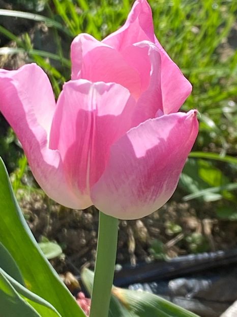 390EDE19-C07E-4C8D-B83F-B73784B3E4D1 - FLORILE MELE 2021 nr 1