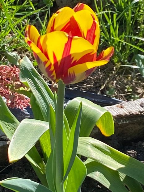 514C9F18-A28C-4F68-86A3-CCCDB1D33088 - FLORILE MELE 2021 nr 1