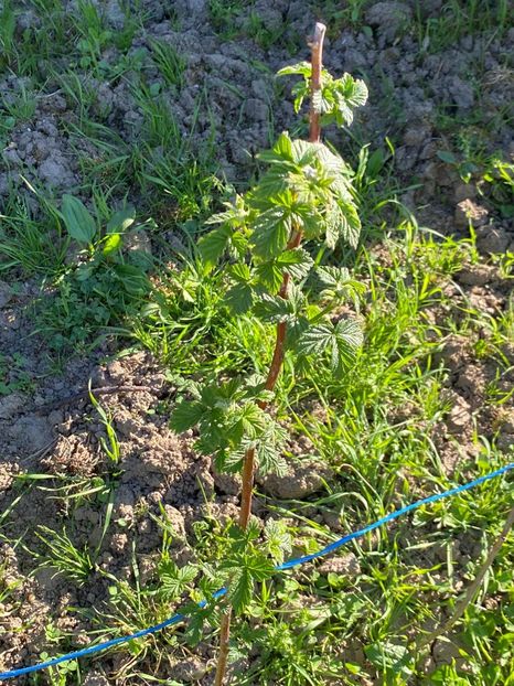 61599ABC-2DD5-4FE2-AC33-E9CCFF6D1784 - FLORILE MELE 2021 nr 1