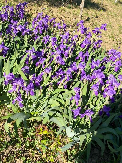 DEE980BA-4731-45BA-A340-109D3E265E9A - FLORILE MELE 2021 nr 1