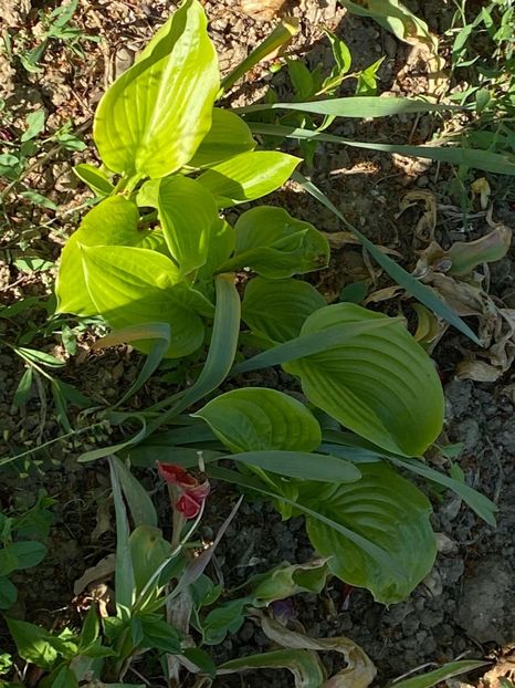 8C040230-BD79-4A71-AF29-F3A41F692BE9 - FLORILE MELE 2021 nr 1