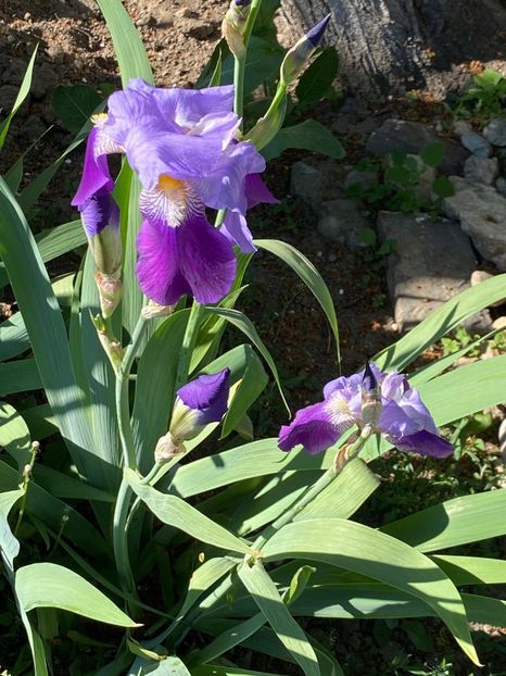 B3DC1B11-66DC-44A1-92E0-5111FC92EBBB - FLORILE MELE 2021 nr 1