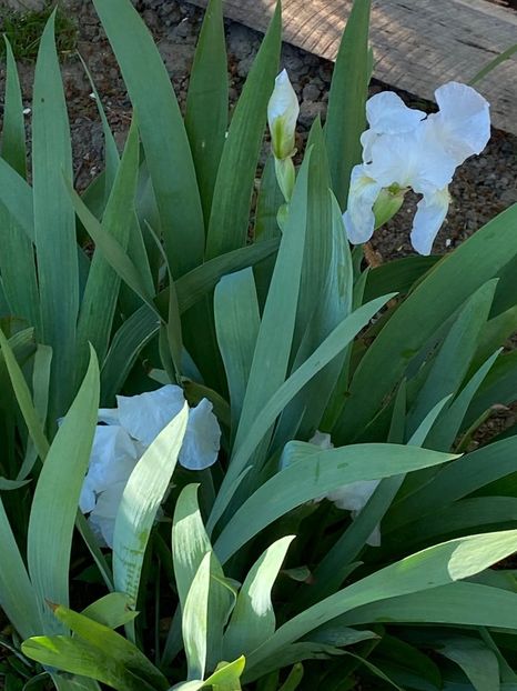 C51F082E-14C0-4667-A223-0ABEAE055CA2 - FLORILE MELE 2021 nr 1