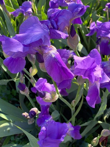 9B456F9E-DE41-4FF7-A809-8A4D4382833B - FLORILE MELE 2021 nr 1