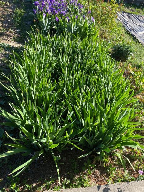 0E5D0EFD-9355-49D6-A18E-40F27FBD0A0A - FLORILE MELE 2021 nr 1