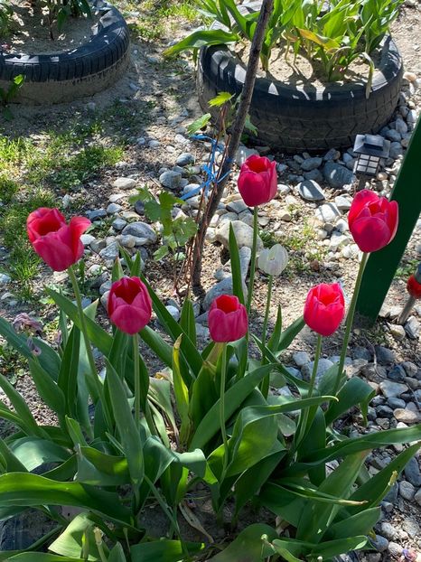 4429295C-DAC0-45AA-B714-2589249479A8 - FLORILE MELE 2021 nr 1