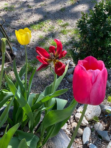 B4CA8FE4-3337-430E-8F11-9EA1AF4A750A - FLORILE MELE 2021 nr 1