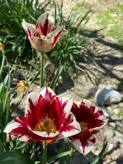 C644855B-D67F-4910-B2F1-C613C7678B23 - FLORILE MELE 2021 nr 1