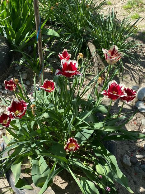 8D3E6960-92E8-4BBD-9F27-C11CEFB18A35 - FLORILE MELE 2021 nr 1