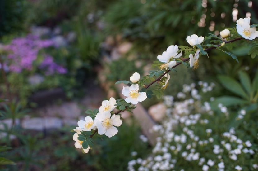  - Rosa omeiensis pteracantha